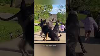 Dog Protecting Owners Daughter facts knowledge shorts viralshorts [upl. by Tnarud]