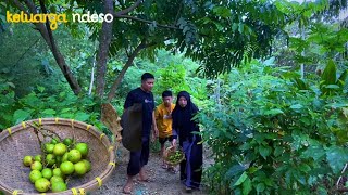 Alhamdulillah panen buah matoa di hari raya keluarga ndeso hidup di desa [upl. by Clothilde]