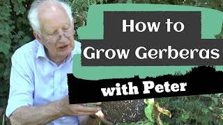 How to Grow Gerberas  Garden Ideas  Peter Seabrook [upl. by Ahtoelc284]