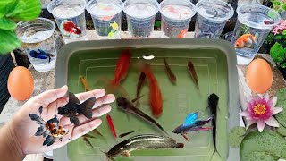 Halfmoon Betta Fish Molly Redtail Catfish Guppy Guppies Carp Carps Goldfish Cute baby animals Videos [upl. by Sande463]