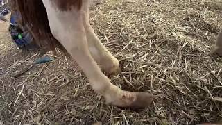 Hoof trim Boots was made for walking Mini Rehab trim [upl. by Katy]