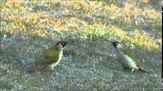 Vroege Vogels  Dansende groene spechten [upl. by Alejandrina]