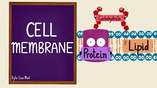 Cell Membrane  Plasma Membrane  Lipid Bilayer  Fluid Mosaic Model  Cell Biology [upl. by Endys]