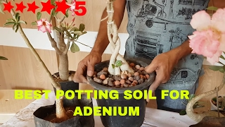 THE PERFECT POTTING MIX FOR ADENIUM OBESUM OR DESERT ROSEENGLISH [upl. by Gereld]