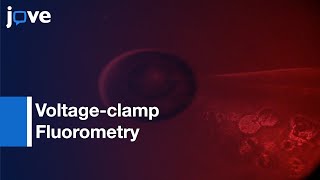 Voltageclamp Fluorometry in Oocytes by Fluorescent Unnatural AA  Protocol Preview [upl. by Hawken352]