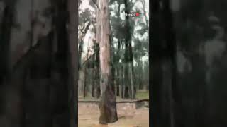 bosque Colomos mexico bosque nature foryou shortvideo reels [upl. by Tat]