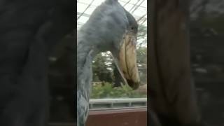 Shoebill stork  sound on  Scariest bird shoebill shoebillstork [upl. by Raimes]