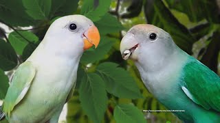 RosyFaced Lovebirds  Chirping and Call Sounds  WhiteHeaded Pallid amp White Headed Green Opaline [upl. by Acirederf]