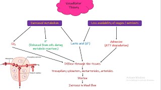 Vasodilator Theory Oxygen Demand Theory Chapter 17 part 3 Guyton and Hall Physiology [upl. by Cutcliffe]