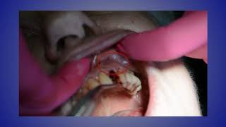 The Clinical Occlusal Examination [upl. by Hgeilhsa]