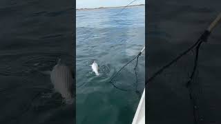 Beautiful day catching striped bass fishing fish striper stripedbass inshore fishinglife [upl. by Tennek]