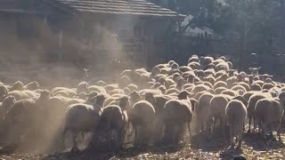 Big Sheep vaccination day sheep farming femalefarmer [upl. by Akcimehs185]