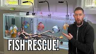 RESCUING DISCUS FISH from Beautiful 180 Gallon Aquarium [upl. by Haila313]