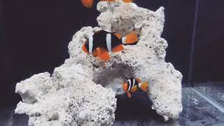 Clarkii Clownfish Amphiprion clarkii [upl. by Bocyaj]