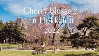 Cherry blossom in Hokkaido 2022 [upl. by Bitthia]