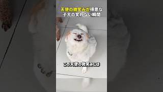 天使の微笑みが得意な子犬の笑わない瞬間 [upl. by Harmony]