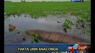 Fakta Unik Anaconda  On The Spot Trans7 [upl. by Tecla]