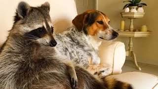 Watch This Before You Get A Pet Raccoon [upl. by Qiratla]