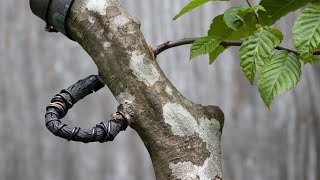 Thread Grafting Hornbeam [upl. by Ottie]