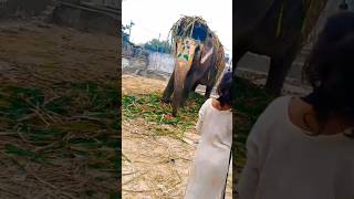 Hathi mere sathi New reels ytb chenal like subscribe funnyanimals [upl. by Auhsohey]