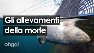 Gli allevamenti della morte salmoni senza occhi e divorati dai pidocchi [upl. by Rozanne255]