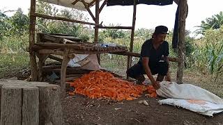 Keladang bantu mbah ibut ambil jagung sekalian refreshing [upl. by Koerner]