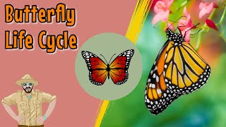 The Butterfly Life Cycle  Educational Videos For Kids [upl. by Bekki]