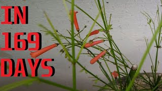 How to grow Firecracker Plant Russelia equisetiformis [upl. by Sherm232]