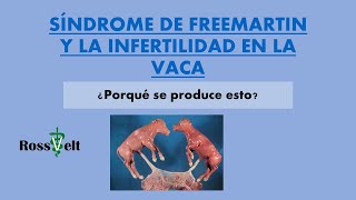 SINDROME DE FREEMARTIN EN BOVINOS VACA INFERTIL [upl. by Benildas373]