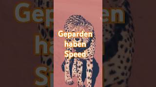 Das schnellste Tier 🐆 tierwelt gepard cheetah youtubewissen erklärvideo shorts speed short [upl. by Mairem]