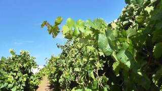 Rootstock selection for table grape vineyards [upl. by Erlene]