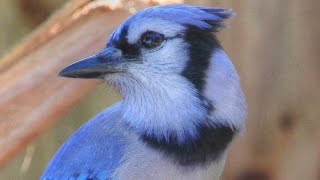 Unusual Melodious Blue Jay Song [upl. by Ethelinda993]