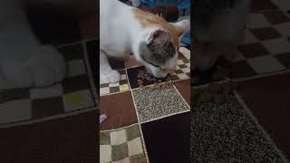 Complete Nutrition Drools Cat Food  Kitten Food 🤤 cat cutecat catfood shorts catshorts [upl. by Ahsinrat]