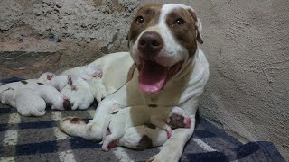 Pitbull red nose nascimento de Filhotes de pitbull red noseBellaDayron [upl. by Gunter]