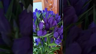 Gentiana Scabra rindou flowers satisfying shortvideo short viralvideo shorts [upl. by Pilihp]