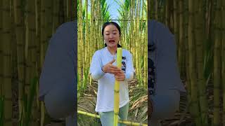 What are the new varieties of sugarcane and how are those sugarcanes harvestedsugarcane hervest [upl. by Hazeefah]