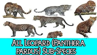 All Leopard Panthera pardus  SubSpecies  Species List [upl. by Rolat]