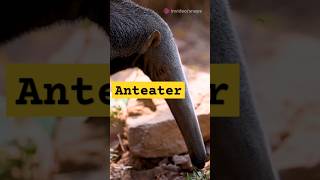 Amazing Facts About Anteatersytshorts [upl. by Oivlis623]