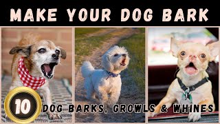 🤔Sounds That Make Your Dog Bark  Dogs Barking Loud  Dog Sounds [upl. by Andros194]