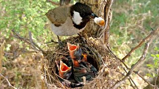 White ear bulbul eating poop of her baby and cleaning nest BirdPlusAnimals [upl. by Htebaras]