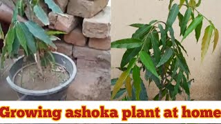 How to grow ashoka tree at home polyalthia longifolia KF gardening [upl. by Haisoj]