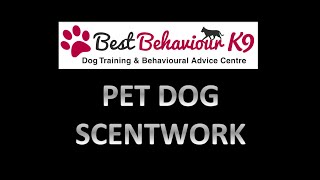 Scentwork Training at BBK9 [upl. by Eyllek]