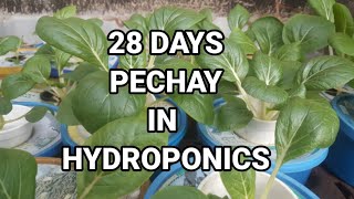 Pechay in Hydroponics  Harvest After 28 Days  lualhati mapilot [upl. by Genie854]