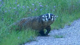 Wisconsin Badger Wild [upl. by Atilamrac]