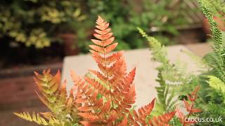 What to plant with ferns in a shady border [upl. by Mastat]