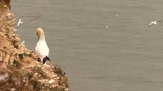 Gannet preening while the world flies by [upl. by Judye727]