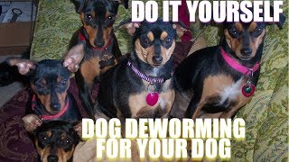 Do it yourself deworming for your dog [upl. by Isabelita]