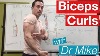 Biceps Curl  Contraction and Extension [upl. by Eldwun]