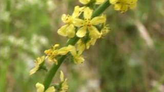 Bach Flower Remedies  Agrimony [upl. by Arola]