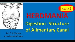 Herdmania Digestive SystemStructure of Alimentary canal [upl. by Atteiram557]